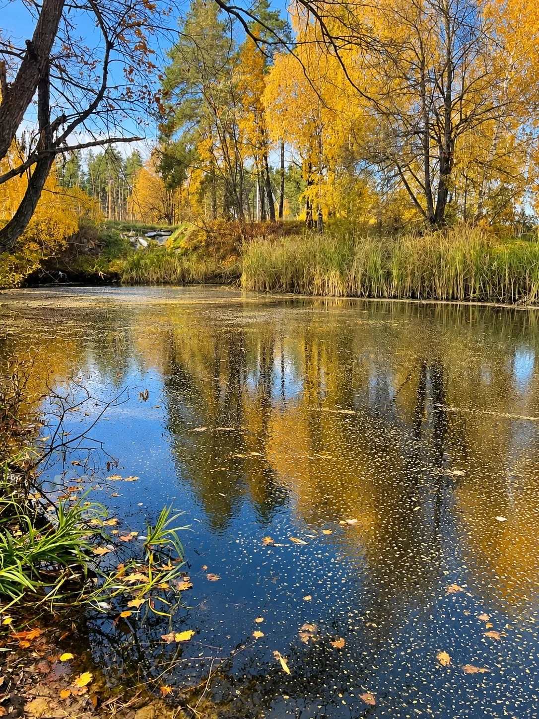 В районе очистных (за ДААЗом) вода будто «кипит» и дохлой рыбы тьма