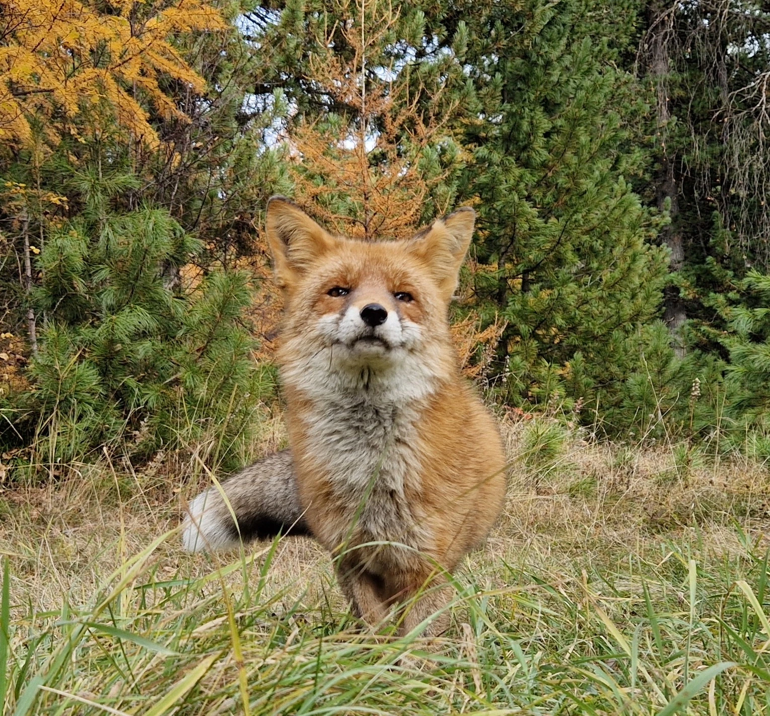 Доброе утро понедельника от нашей знаменитости – Алисая!