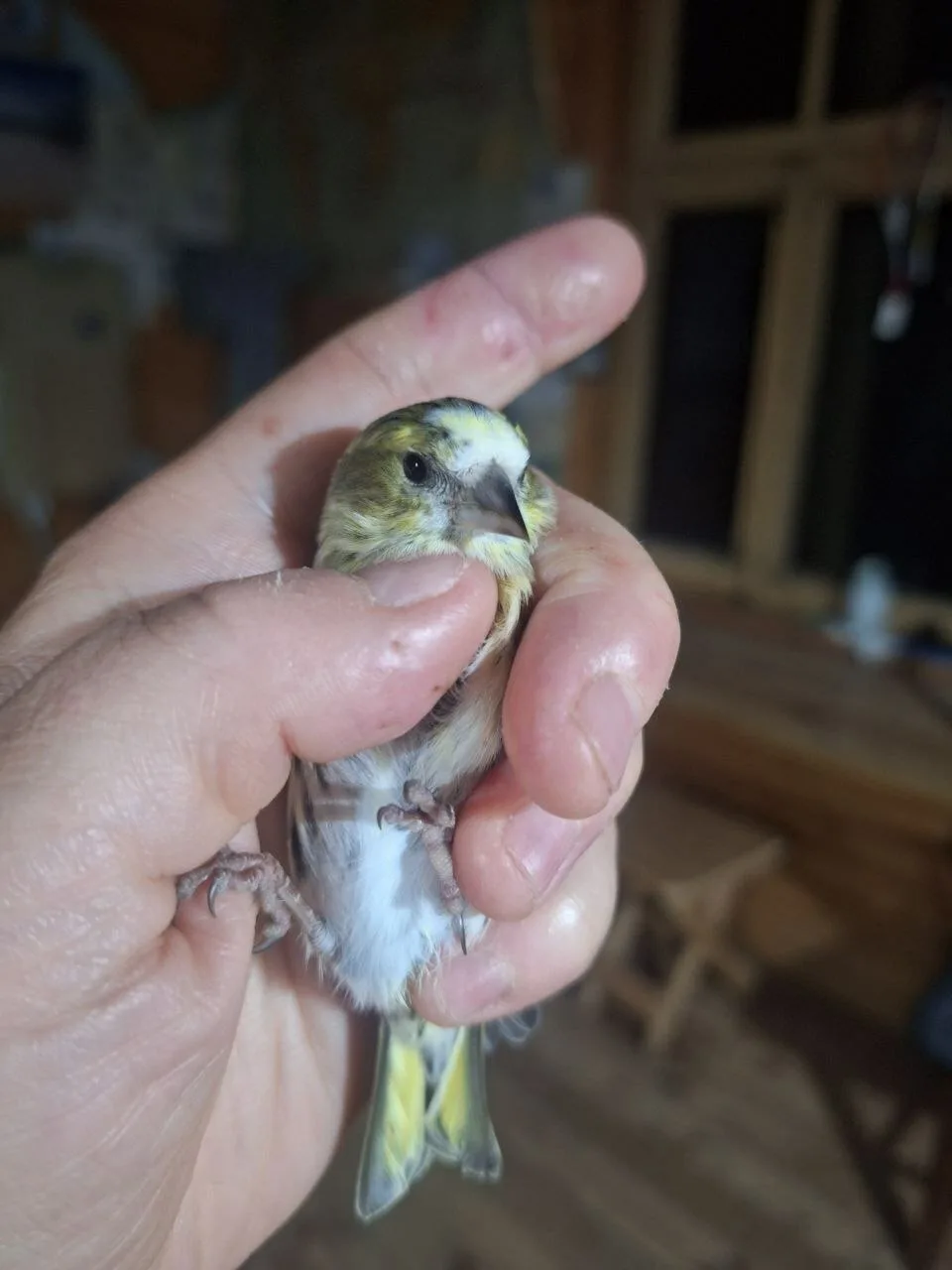 🐦 Маленький, яркий и очень музыкальный: знакомьтесь, чиж