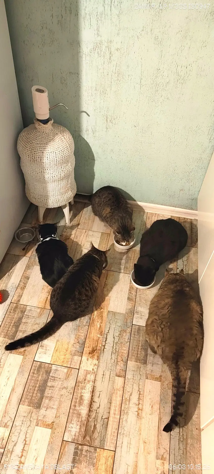Банда сегодня завтракала полным составом — давно такого не было 🍽️✨🐈