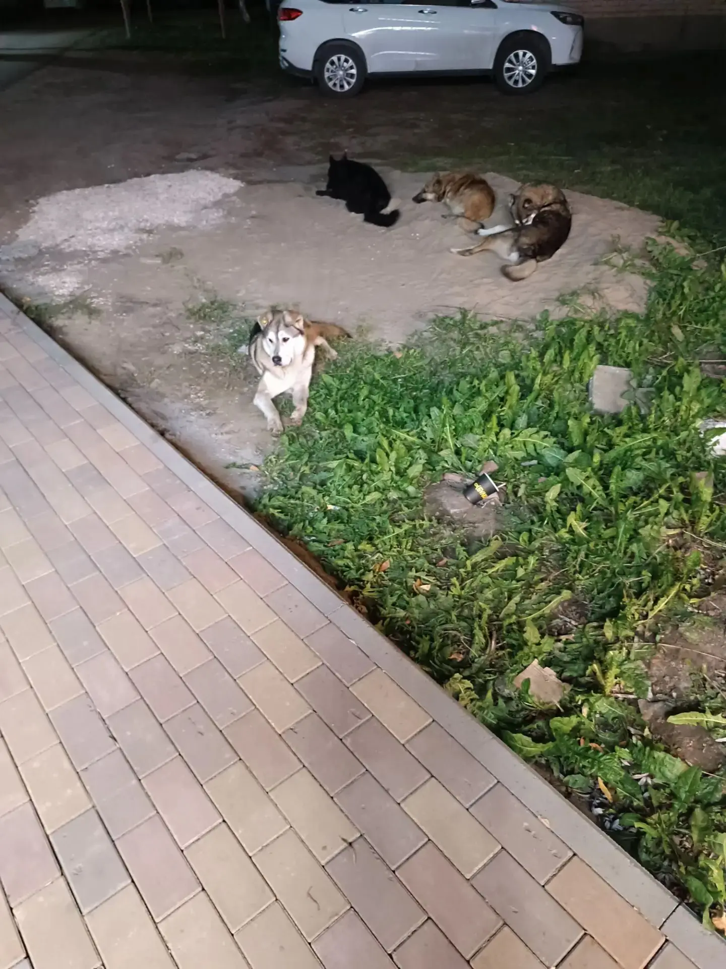 Прошу в срочном порядке принять меры по отлову бездомных собак на территории военного г...