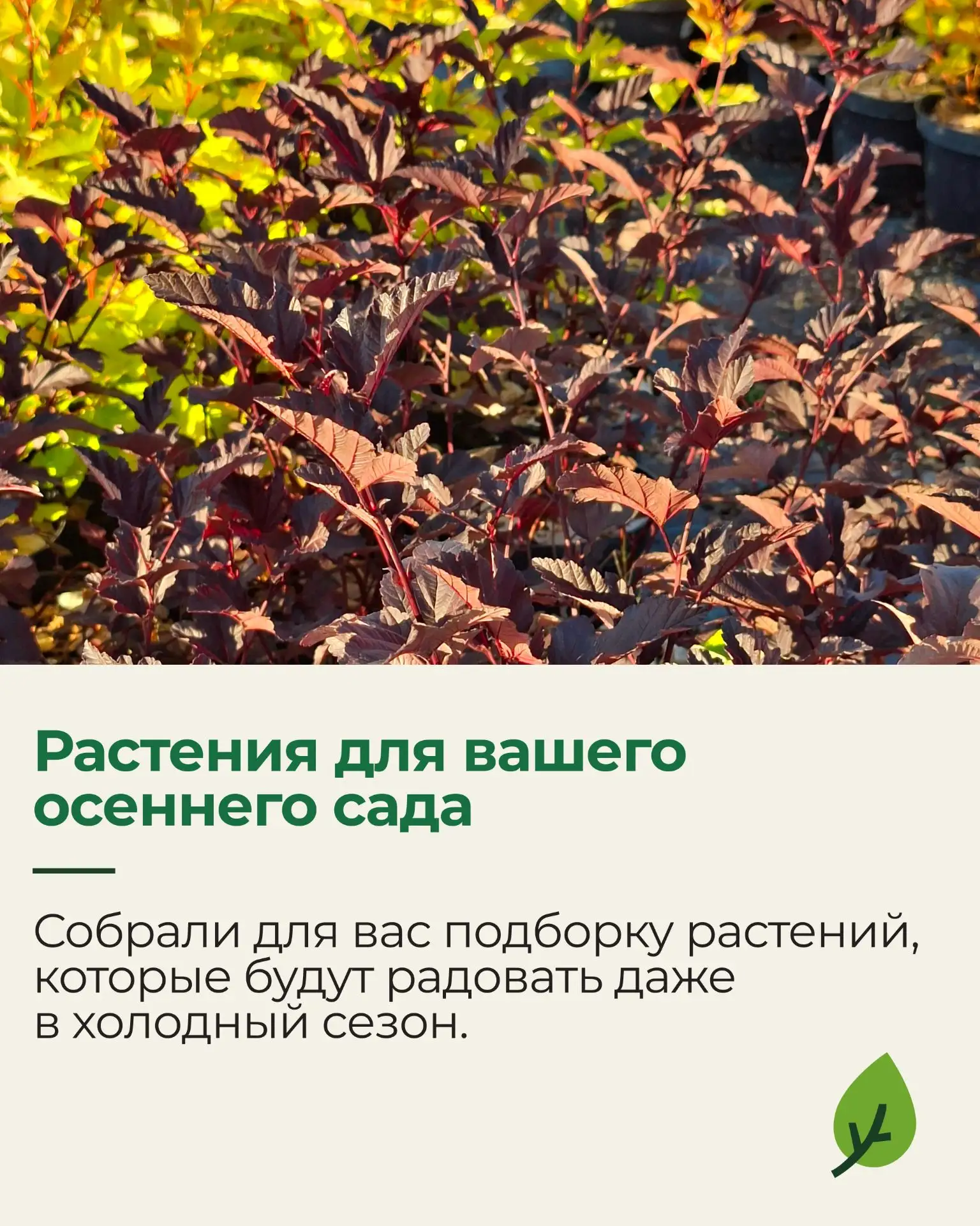 🍂 Собрали для вас растения, которые особенно выразительно смотрятся в осеннем саду.