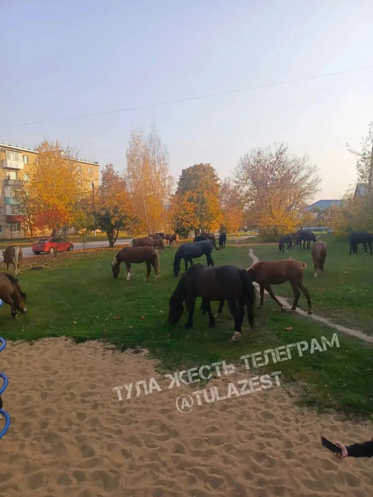 ❗️В Шатске сбежали чьи-то лошади. Бродят по дворам, по детским площадкам