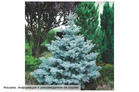 Хотите украсить участок хвойными красавицами? 😍