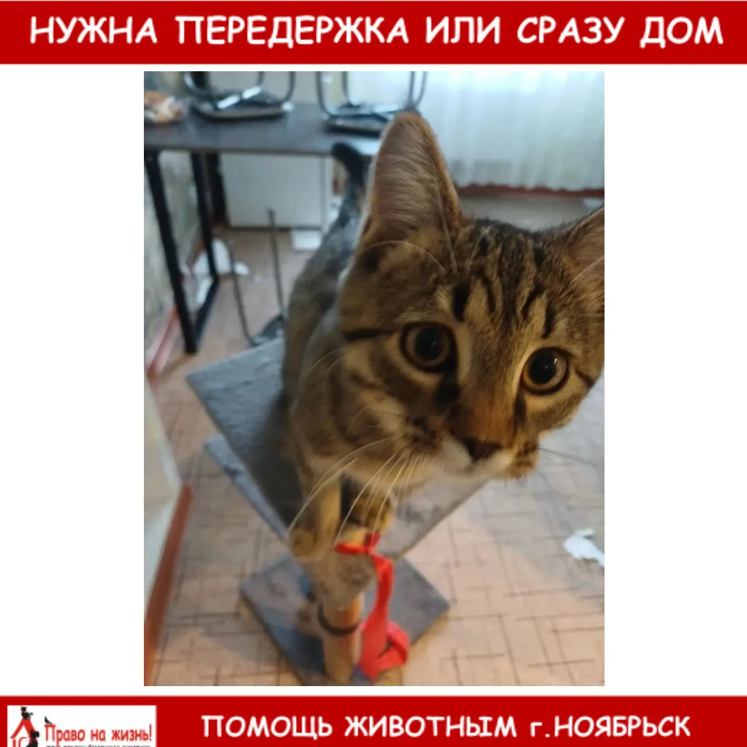 🆘️🆘️🆘️ 12 проезд, 6 панель промзона подброшена кошка! Ей нельзя тут оставаться, зане...