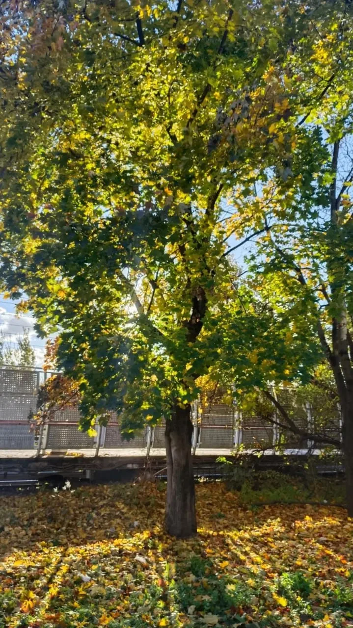 Красота вокруг нас🍁🌿🍂