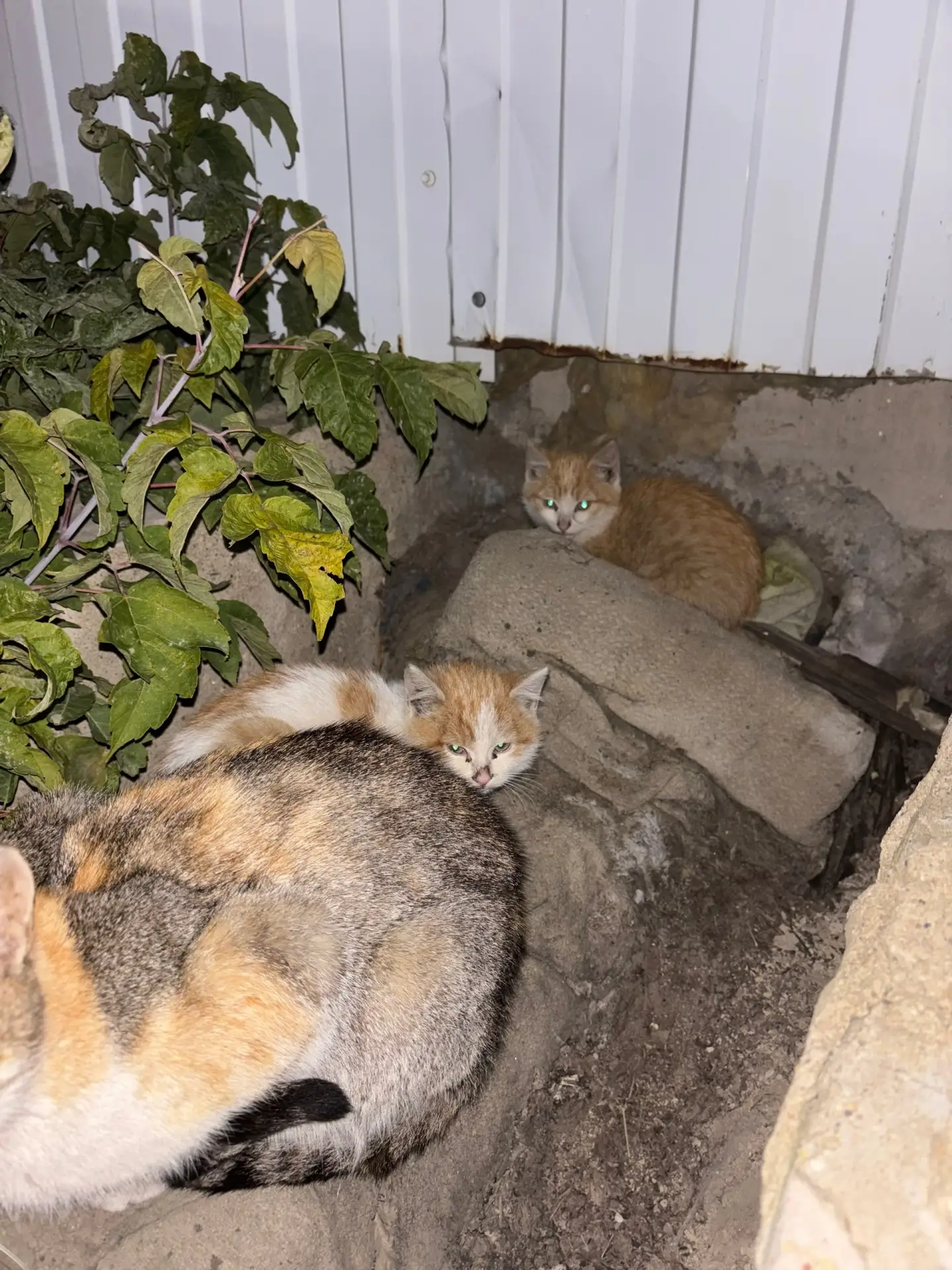 🐾 Ищем заботливые руки для мамы-кошки и её малышей 🐱❤️