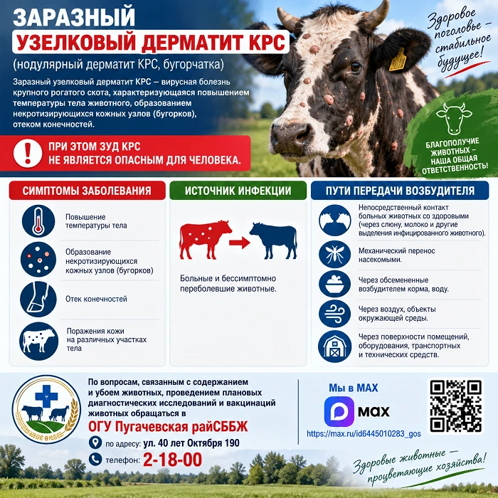Заразный узелковый дерматит КРС (нодулярный дерматит КРС, бугорчатка) – вирусная болезн...