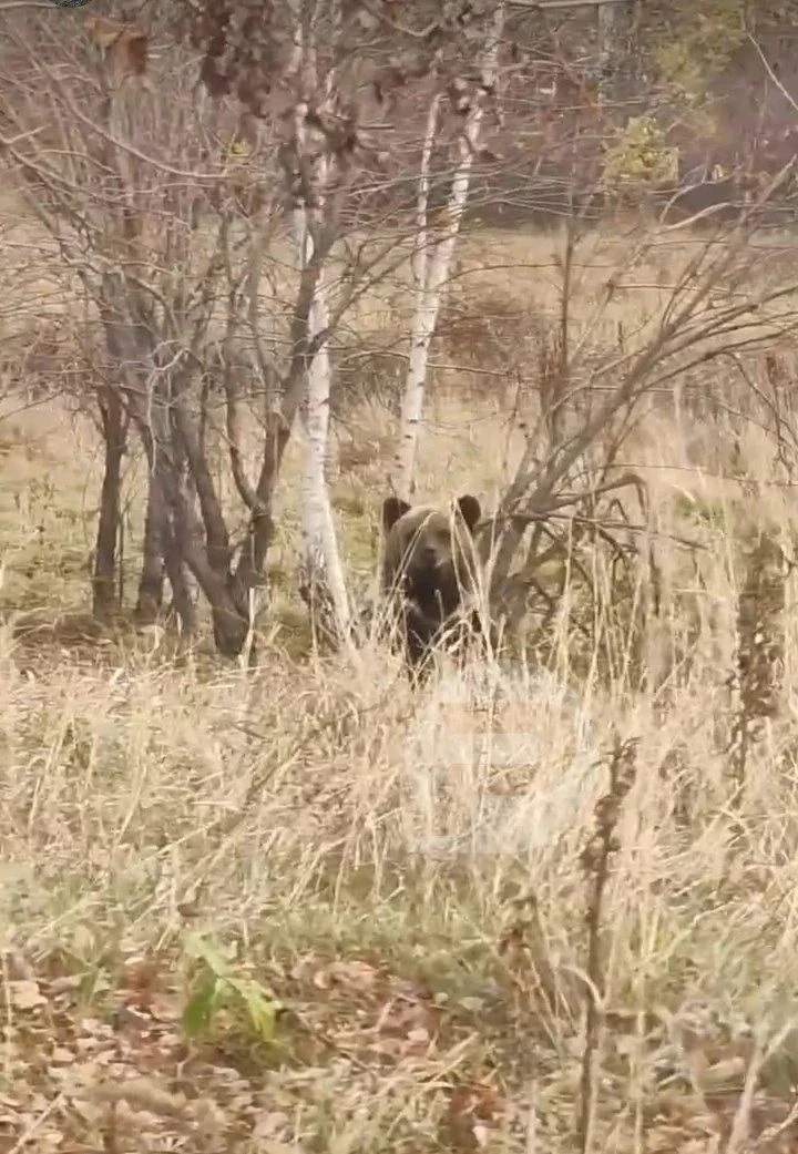 🐻 Медведей заметили в лесу возле Новоульяновска.