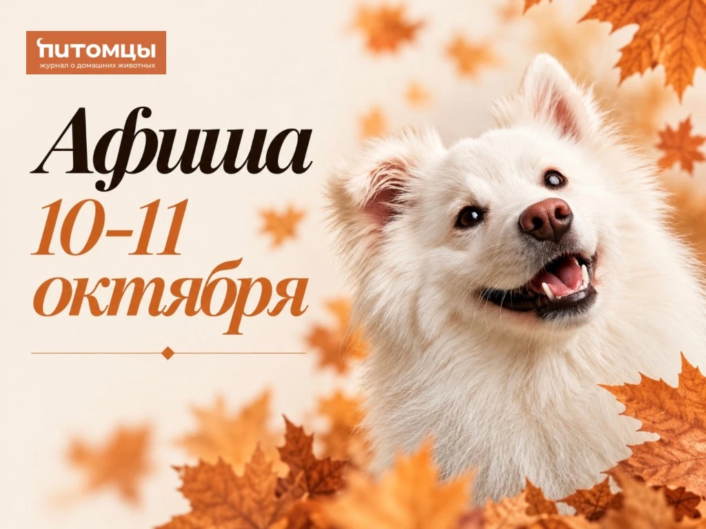 😉Выходные с питомцем: бежим, знакомимся, узнаем новое