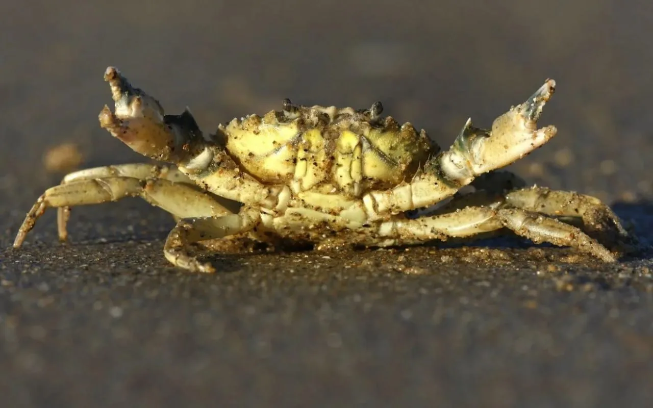 🦀 Атлантический грязевой краб осваивает Азовское море