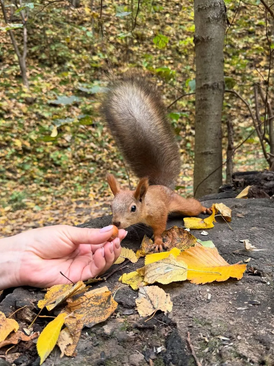 🐿️ Пушистая обитательница парка Горького