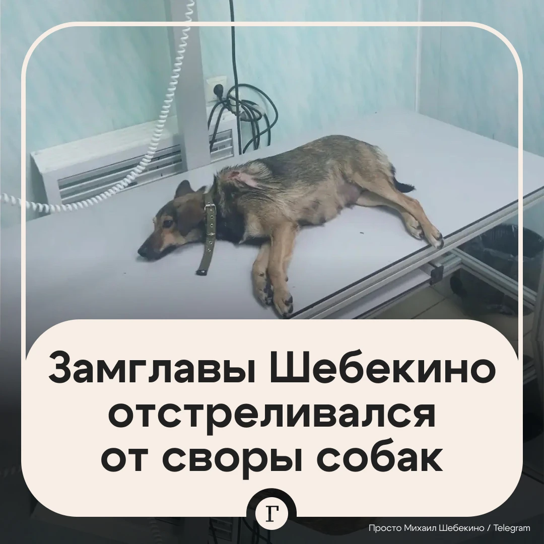 Губернатор заступился за белгородского чиновника, который выстрелил в бродячую собаку.
