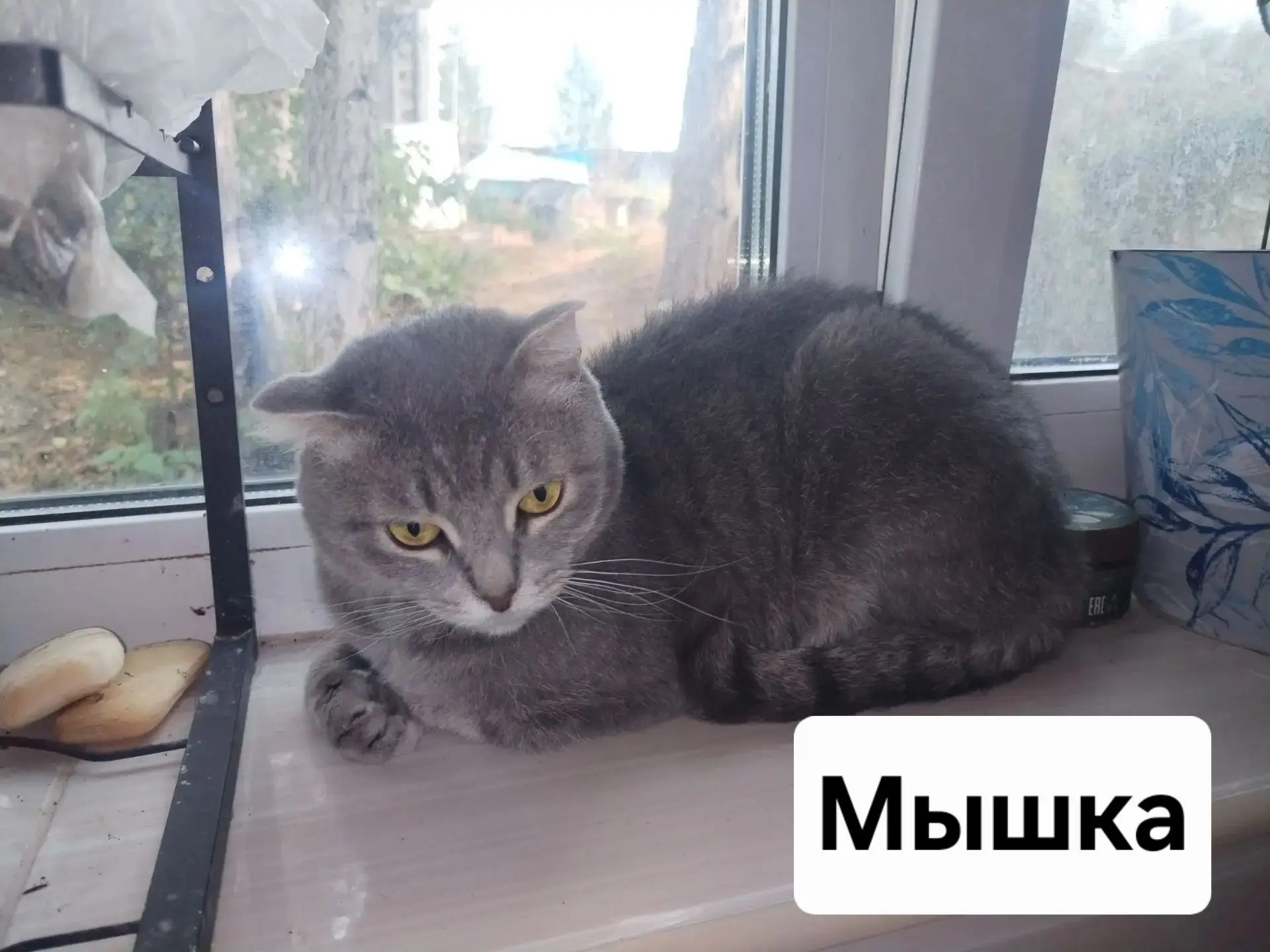 🐈 Мышка в поисках дома, примерный возраст 1 год