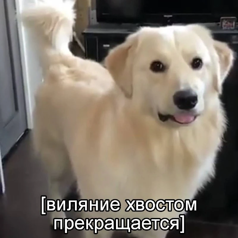 Pinterest | TikTok