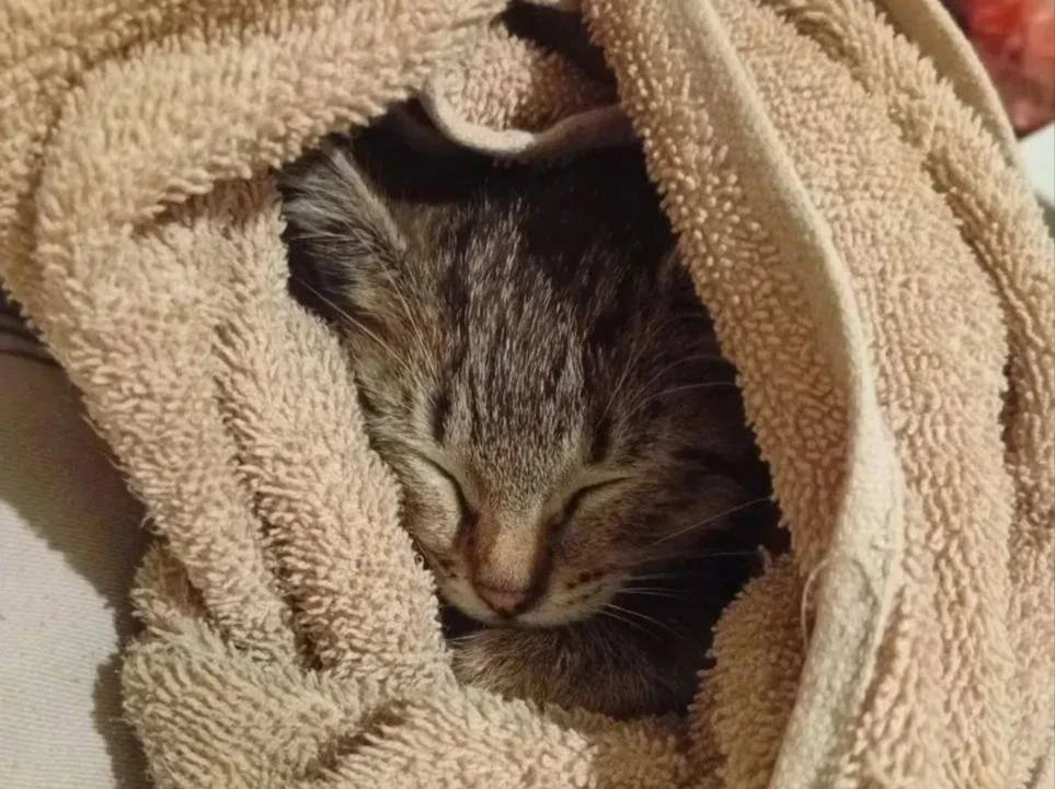Котёнка сняли с дерева на Бескудниковском бульваре