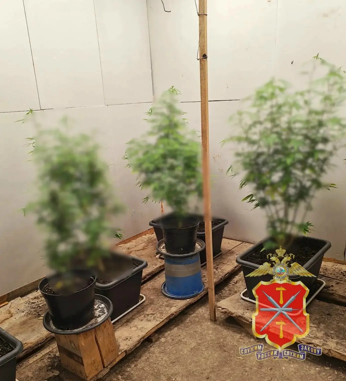 В Щёкинском районе задержан наркоаграрий