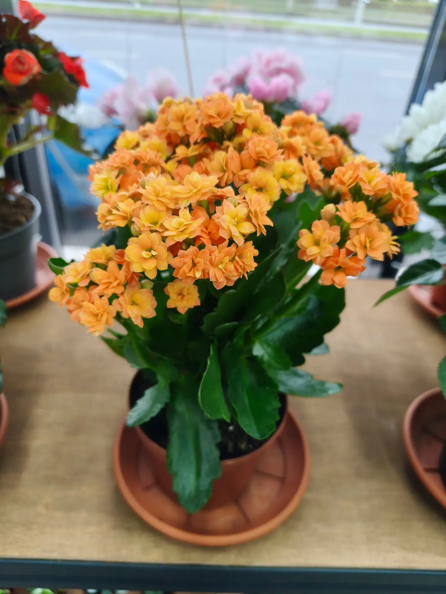 🌸Начни неделю с цвета!🌸