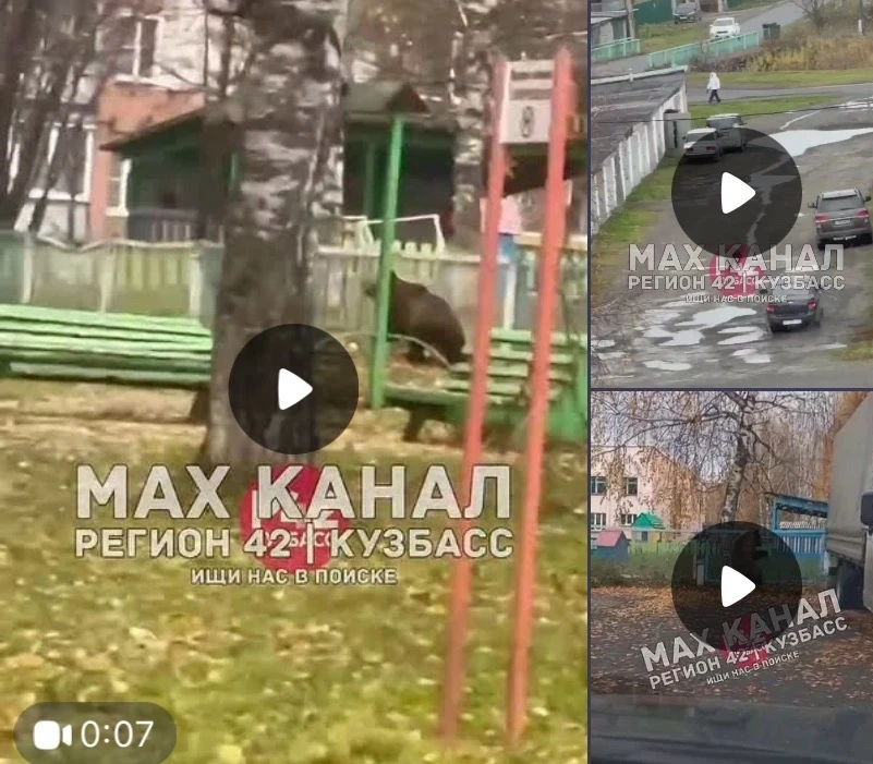 Комментарий по поводу появления медведя в Таштаголе. Оперативная мобильная группа Минис...