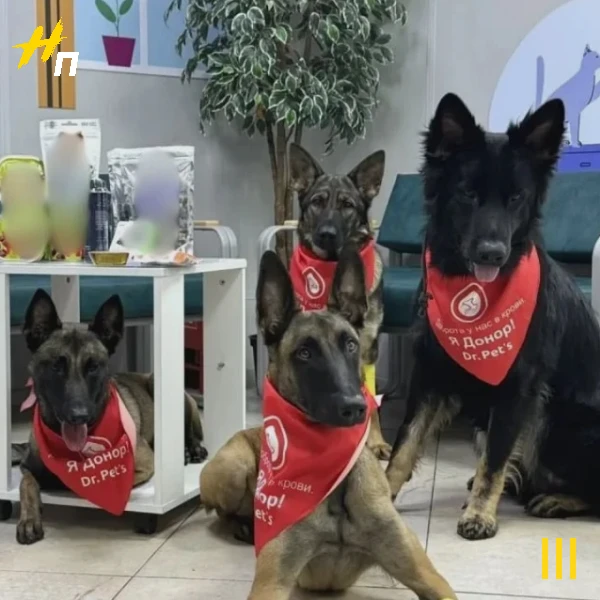 🐾 Служебные собаки Пулково стали донорами крови