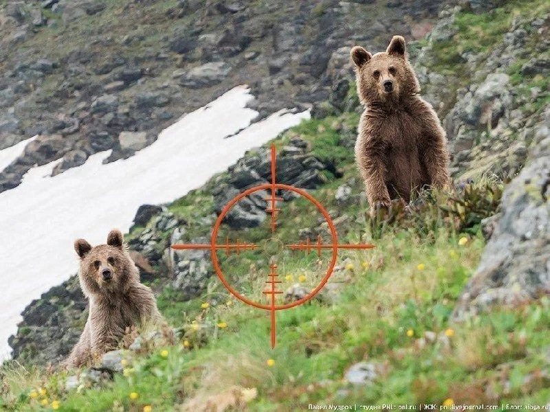 🐻 Медведей в России хотят отстреливать в берлогах, зоозащитники, конечно же, против.
