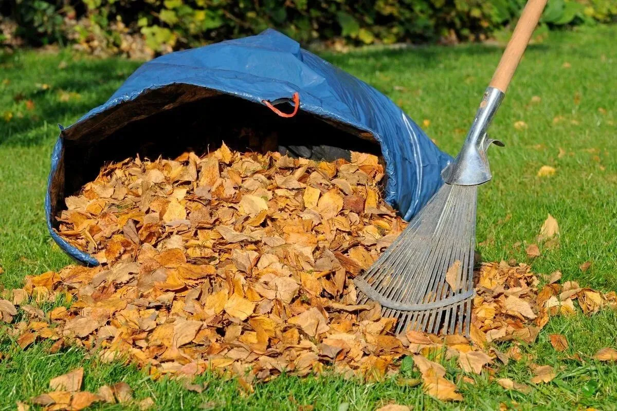 🍂🦔✨ «ЗОЛОТОЙ ОПАД ИЛИ МУСОР В МЕШКАХ?»: Нужно ли убирать опавшие листья на даче — реа...