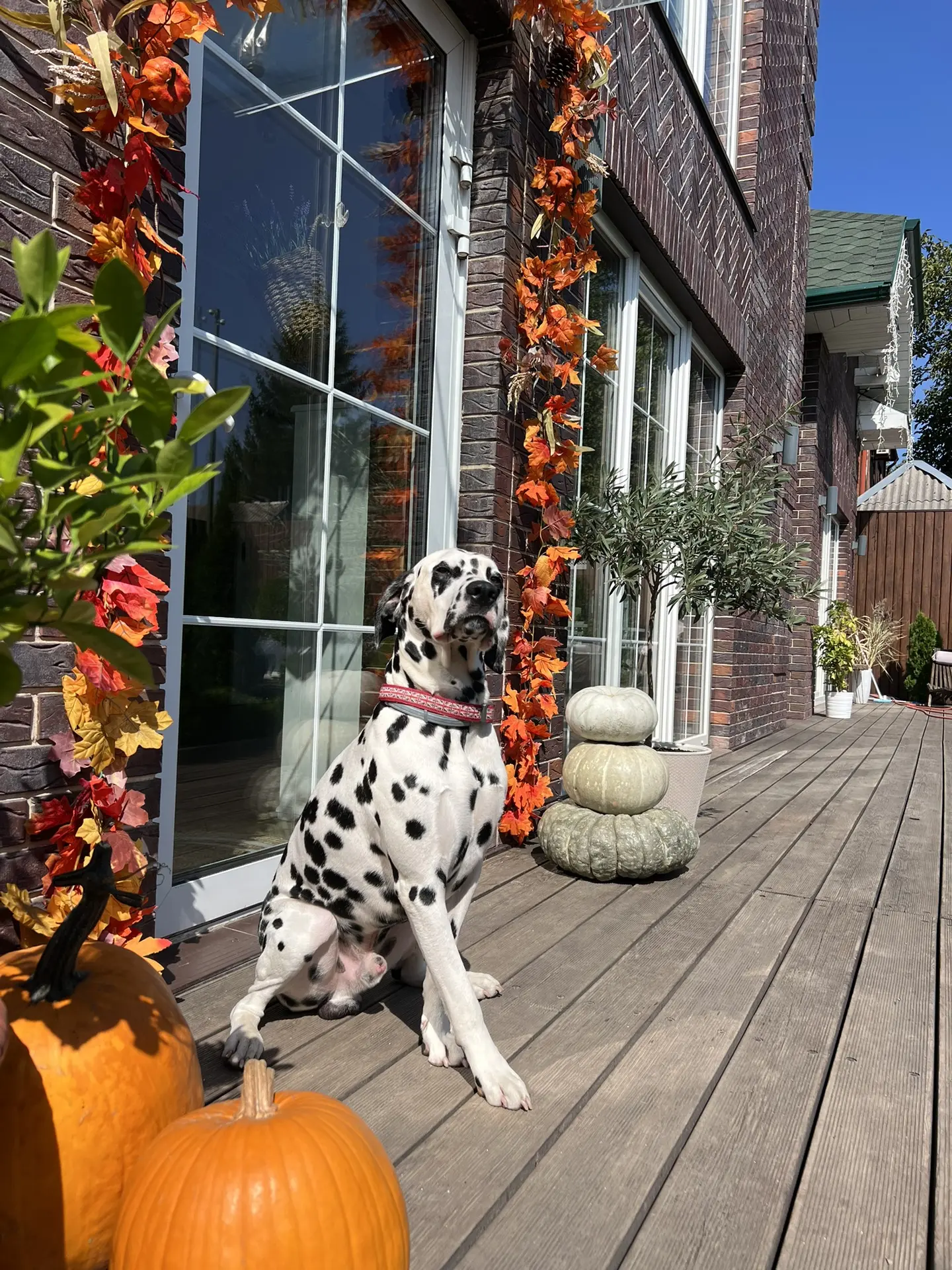 Сегодня хочу немного украсить вход в наш дом 🍂🎃