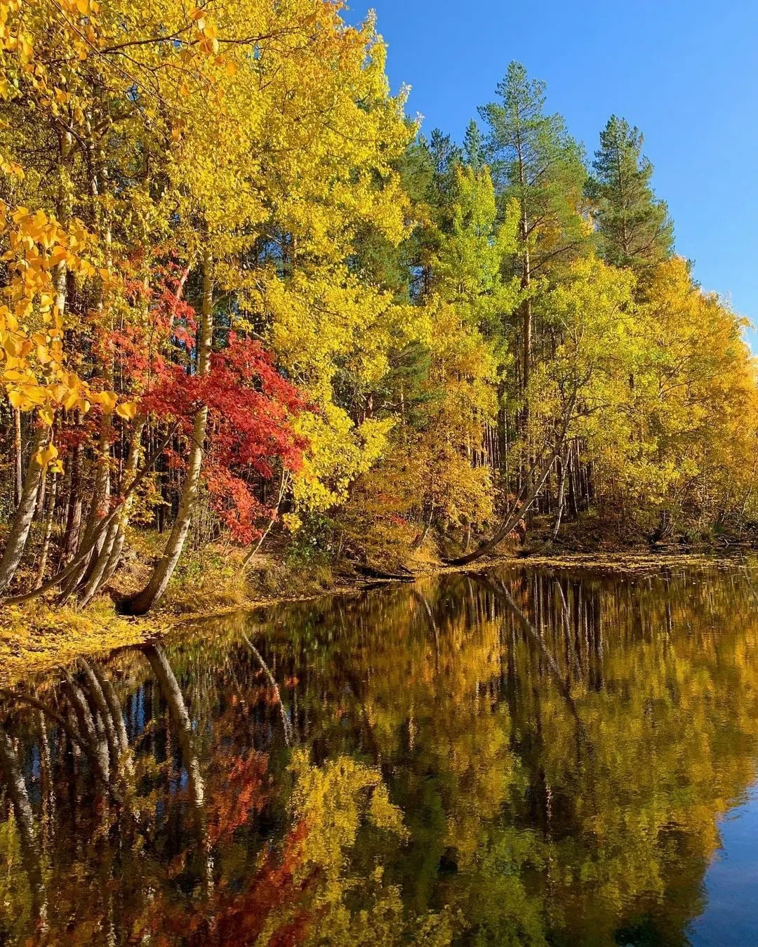 ☀️🍃🕊 С добрым утром, дорогие!