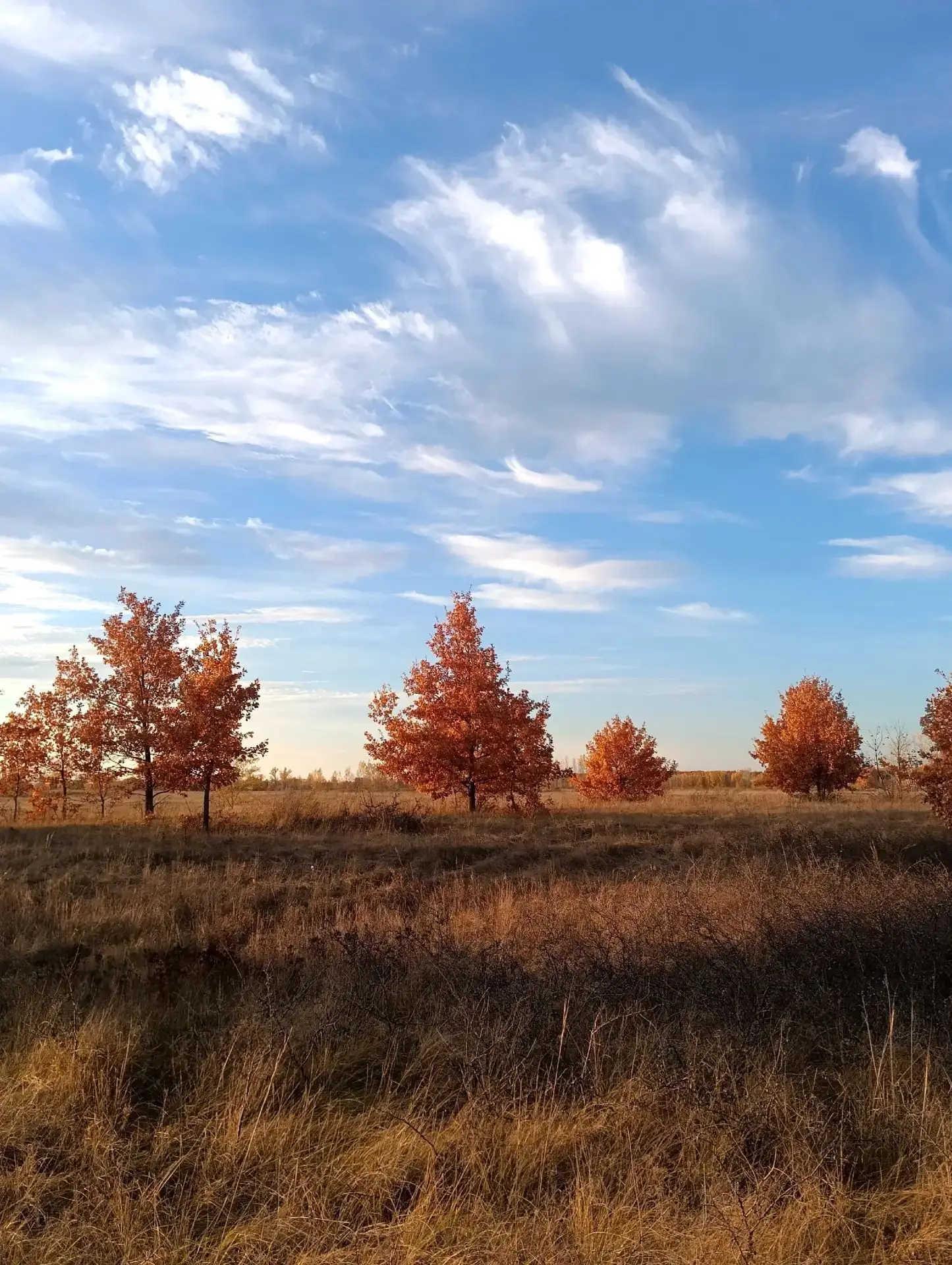 В Чапаевских лугах буйство жёлтого! 🍁🍂