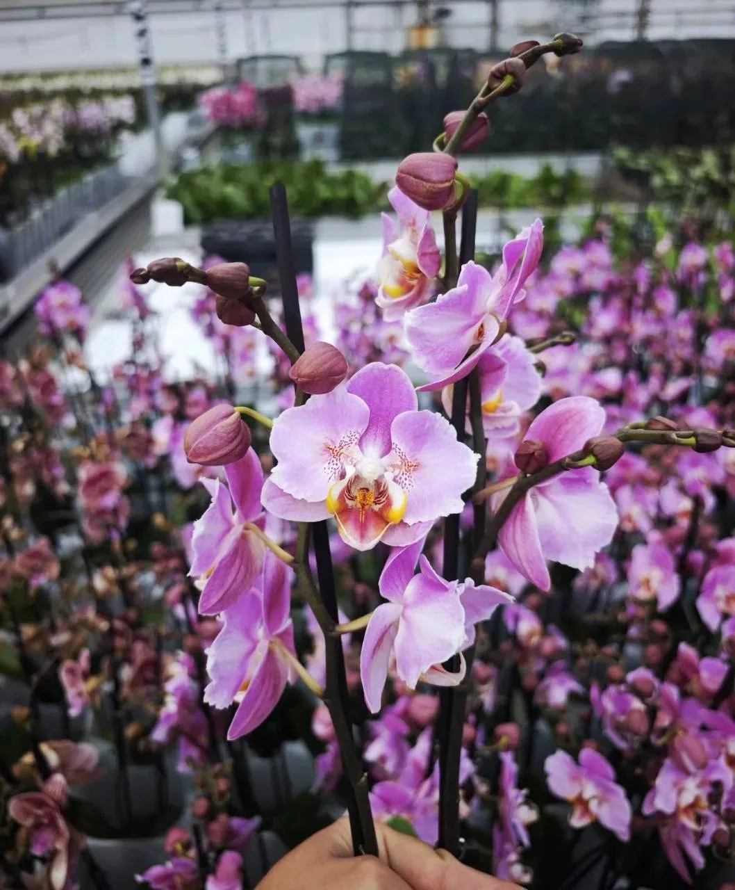 🌸 Предзаказ Голландия 🌸