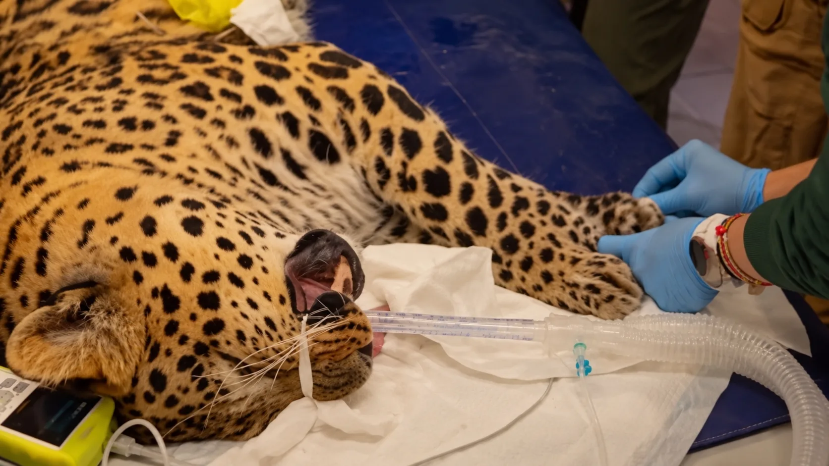 🐆 Стоматолог для леопарда: Скифу лечат зубы в Госпитале дикой природы