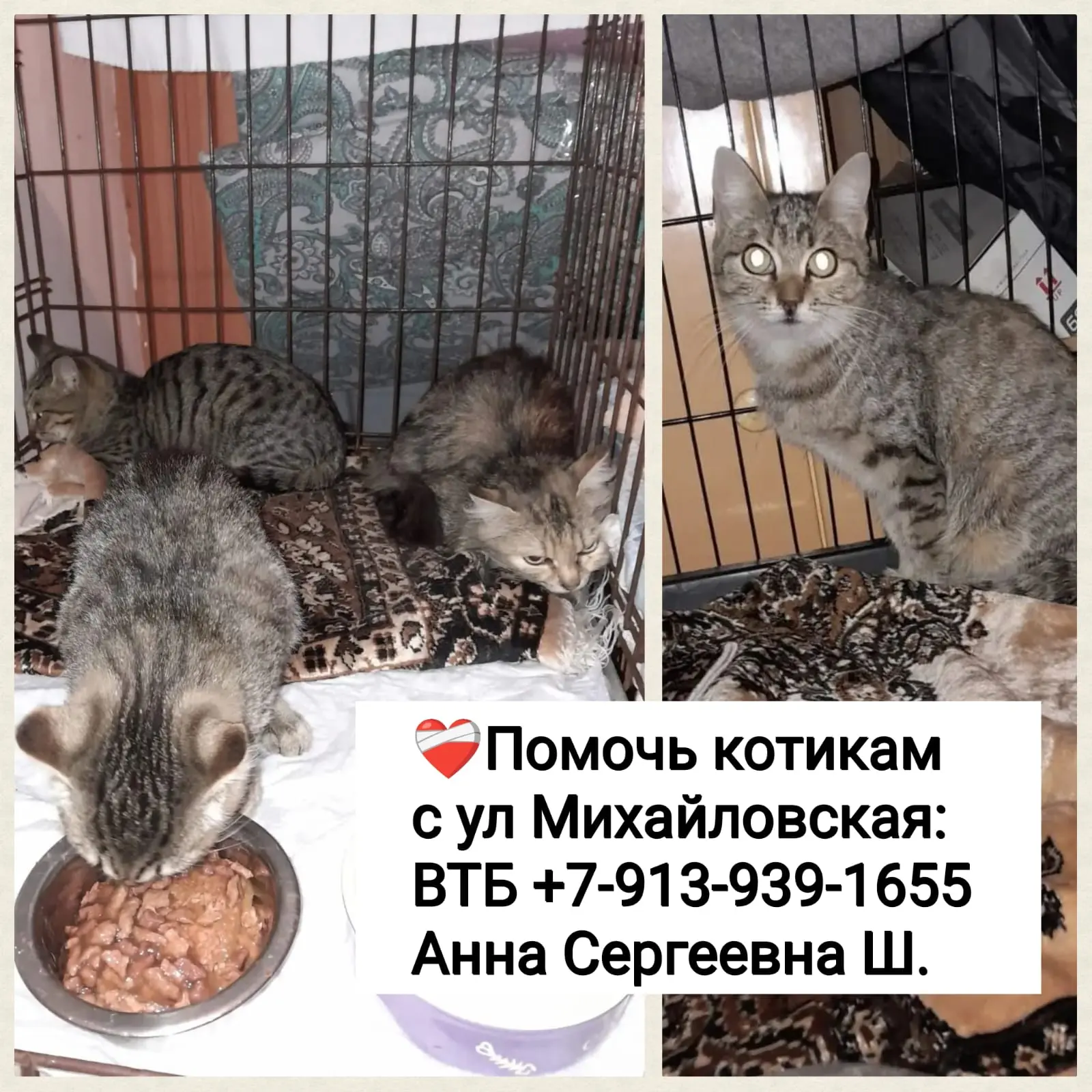 ❤️‍🩹СБОР на кошек с ул Михайловская ПРОДОЛЖАЕТСЯ!