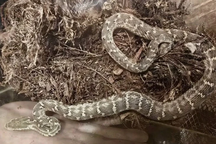 Думали, безобидный полоз, а оказался ядовитый щитомордник 🐍