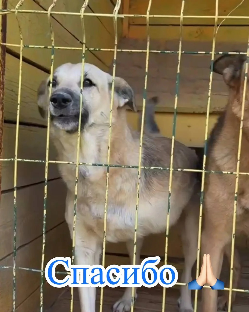 Спасибо за жизнь на пенсии! 🐾❤️