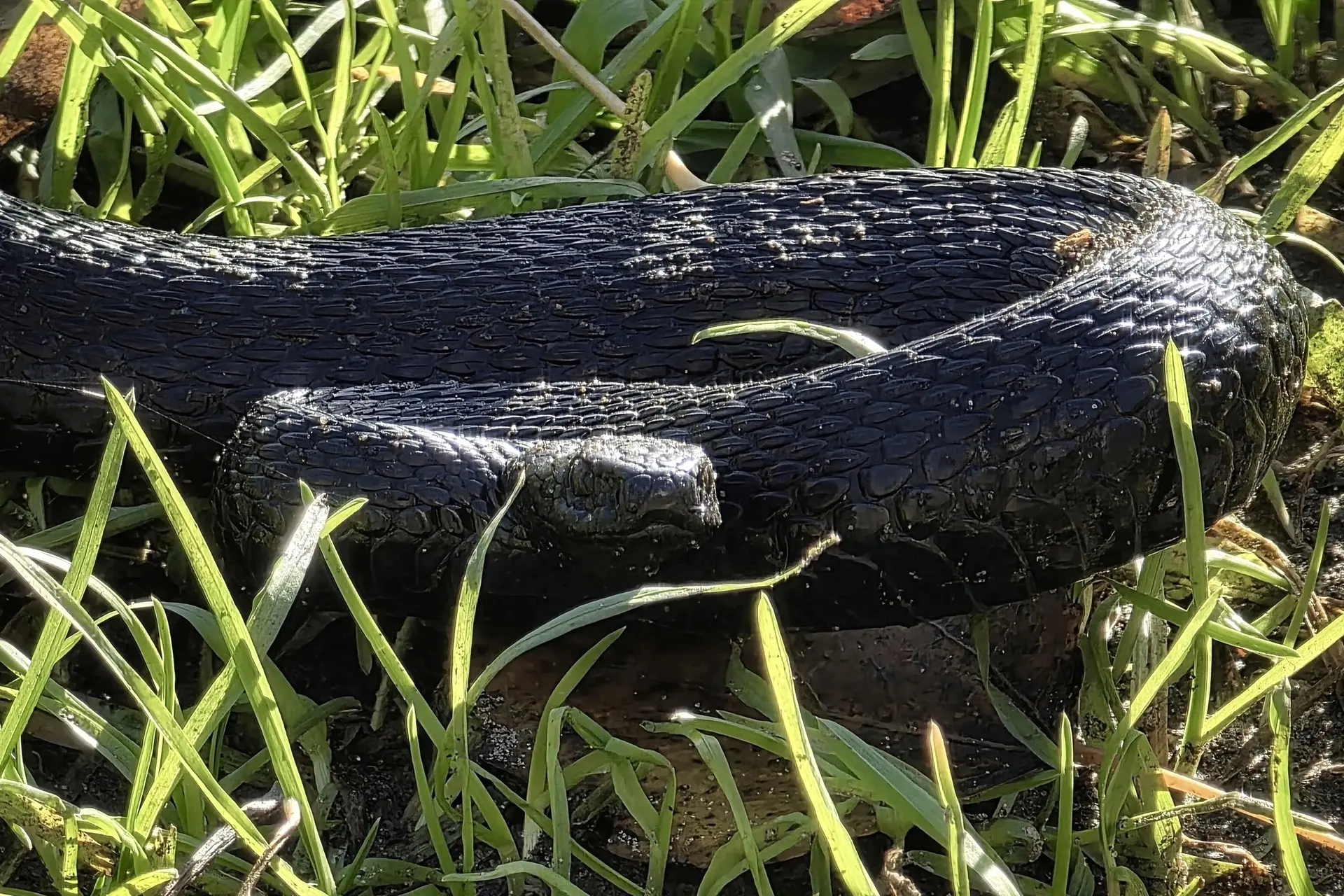 🐍 Пермские гадюки ловят последние солнечные дни перед зимней спячкой