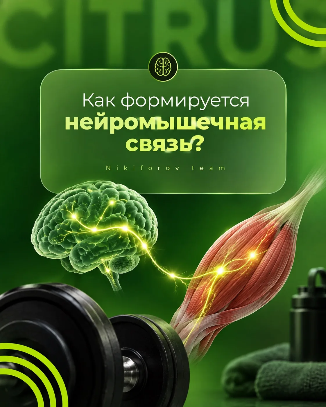 Как формируется нейромышечная связь? 🧠