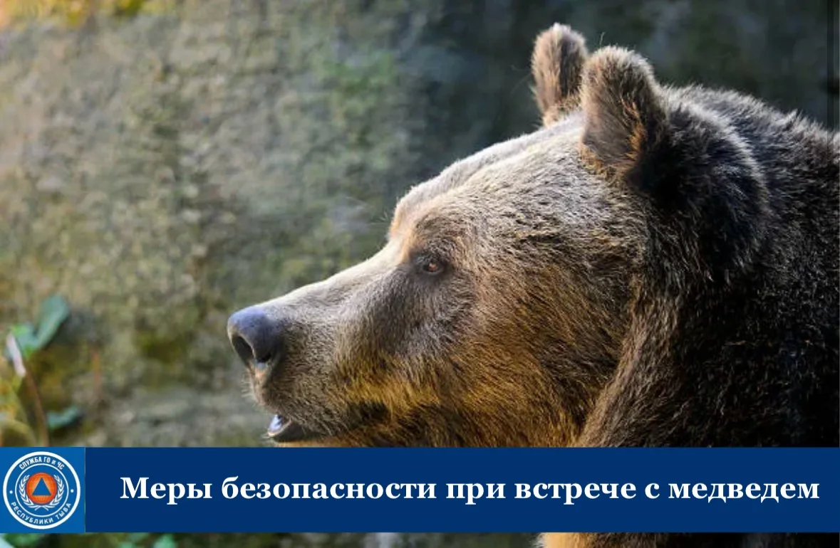 ⚡️Как вести себя при встрече с медведем и как избежать её