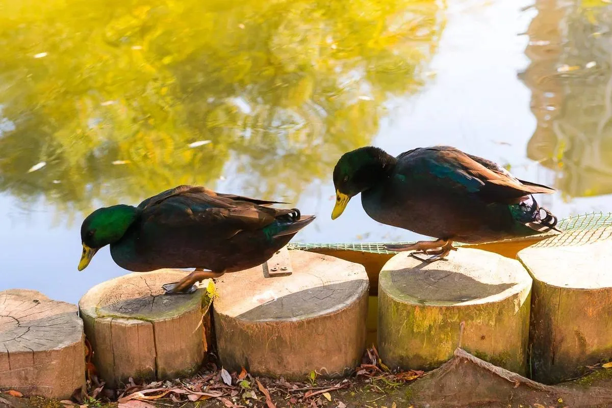 🦆 10 октября отмечается Международный день уток