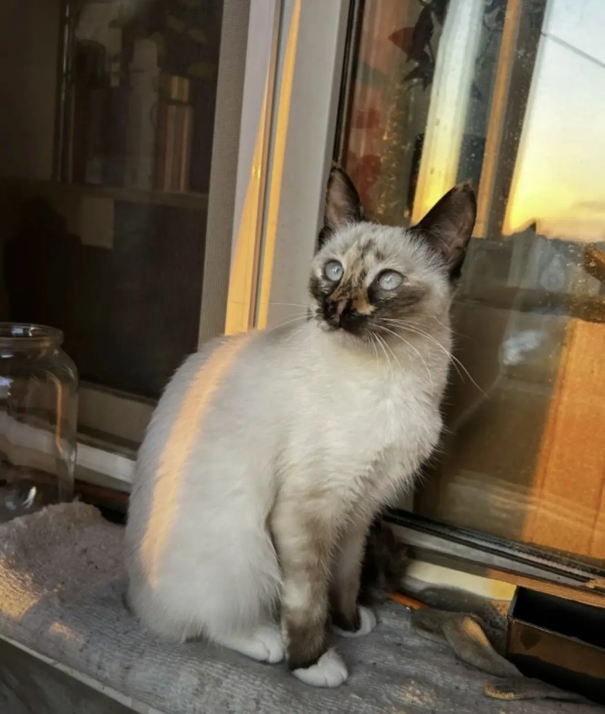 Врываемся в понедельник с приветом из дома от Мияши! ☀️🐾