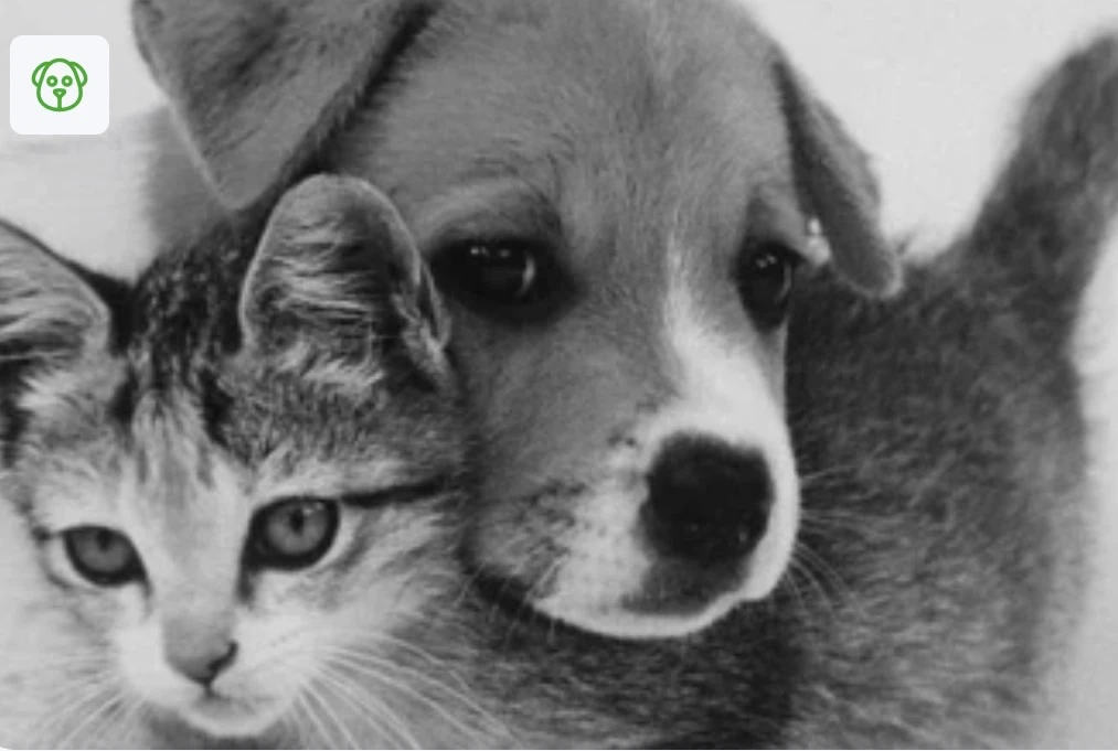🐾 Благотворительная акция «Остров надежды» 🐶