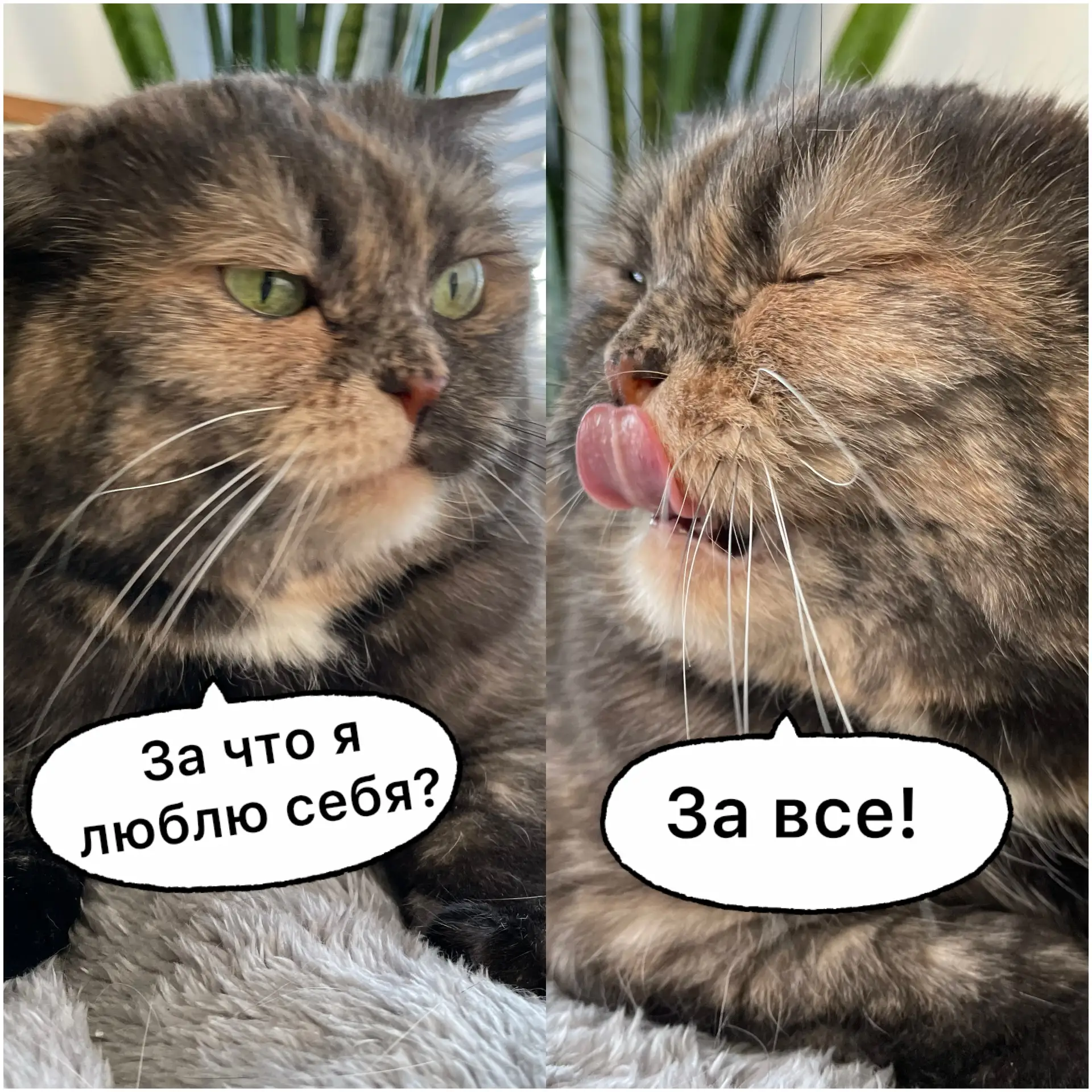 Ну вот так😸