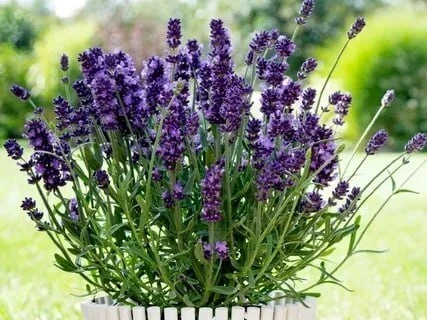 Лаванда — душистое очарование в горшке 🌿💜