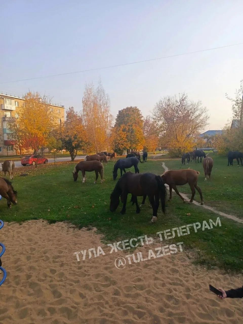 ❗️В Шатске сбежали чьи-то лошади. Бродят по дворам, по детским площадкам