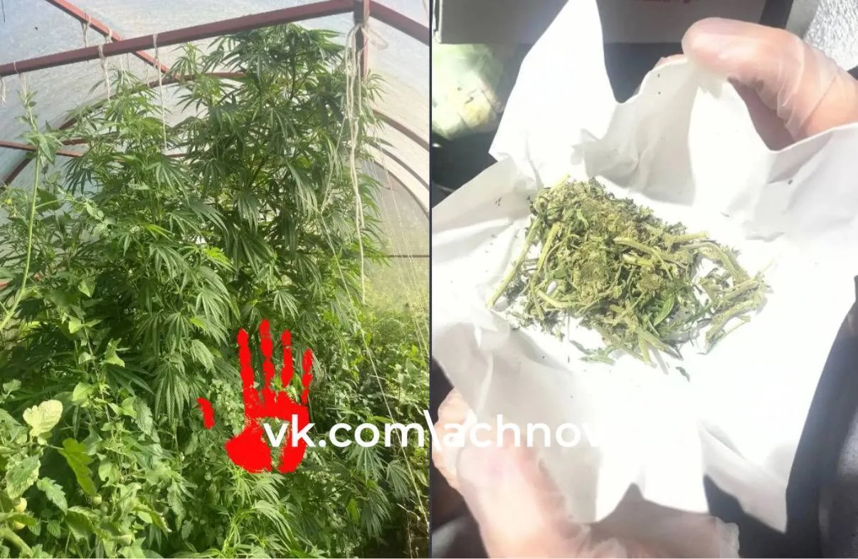 🌿 Вместо огурцов и кабачков - кусты конопли в теплице: жительница Златоуста вырастила ...
