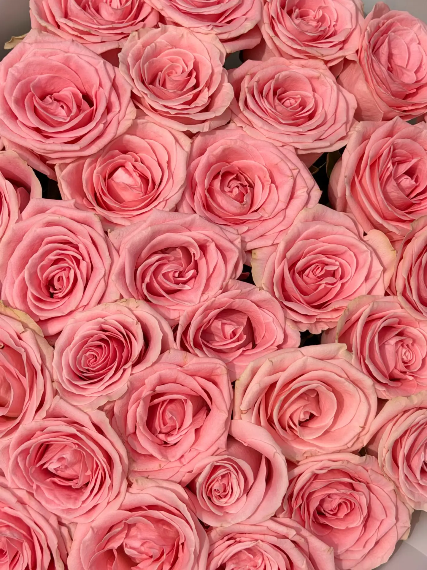🌸 35 роз Софи Лорен — нежность в каждом лепестке!