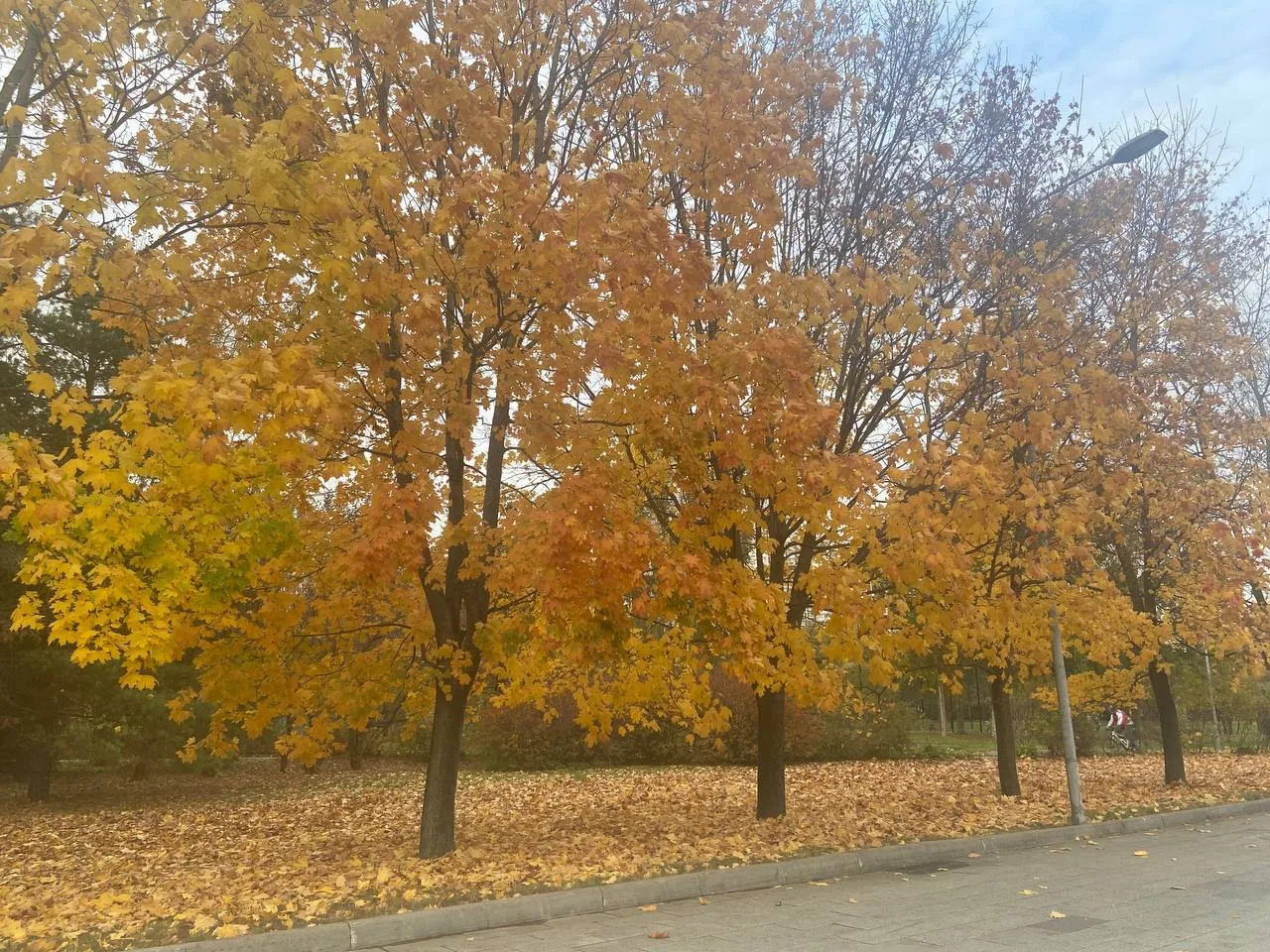 🍂 Золотая осень укрывает парк 850-летия Москвы в Марьино