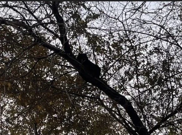 🐈 Котёнок спасён с дерева