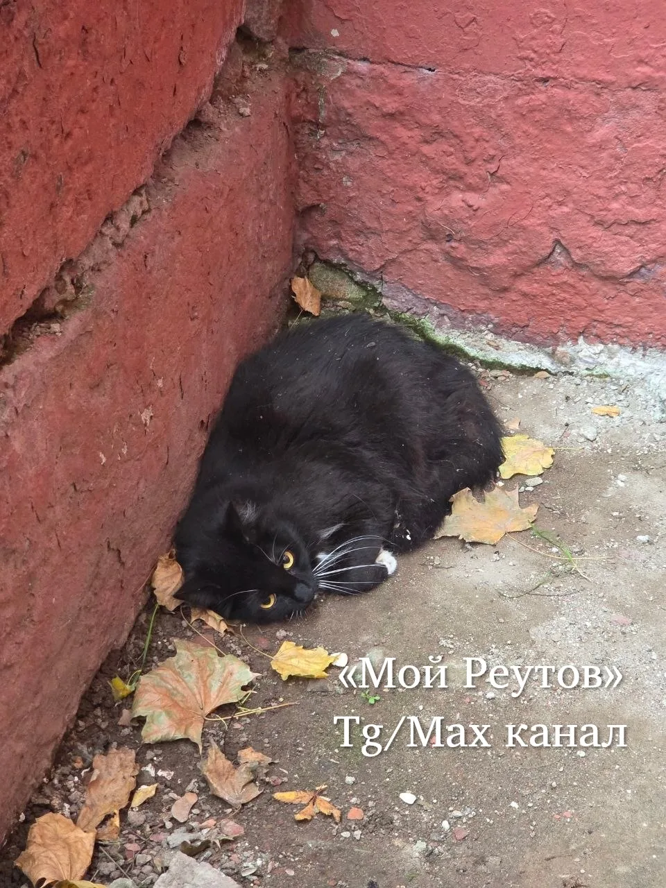 ‼️ Здравствуйте, можете опубликовать