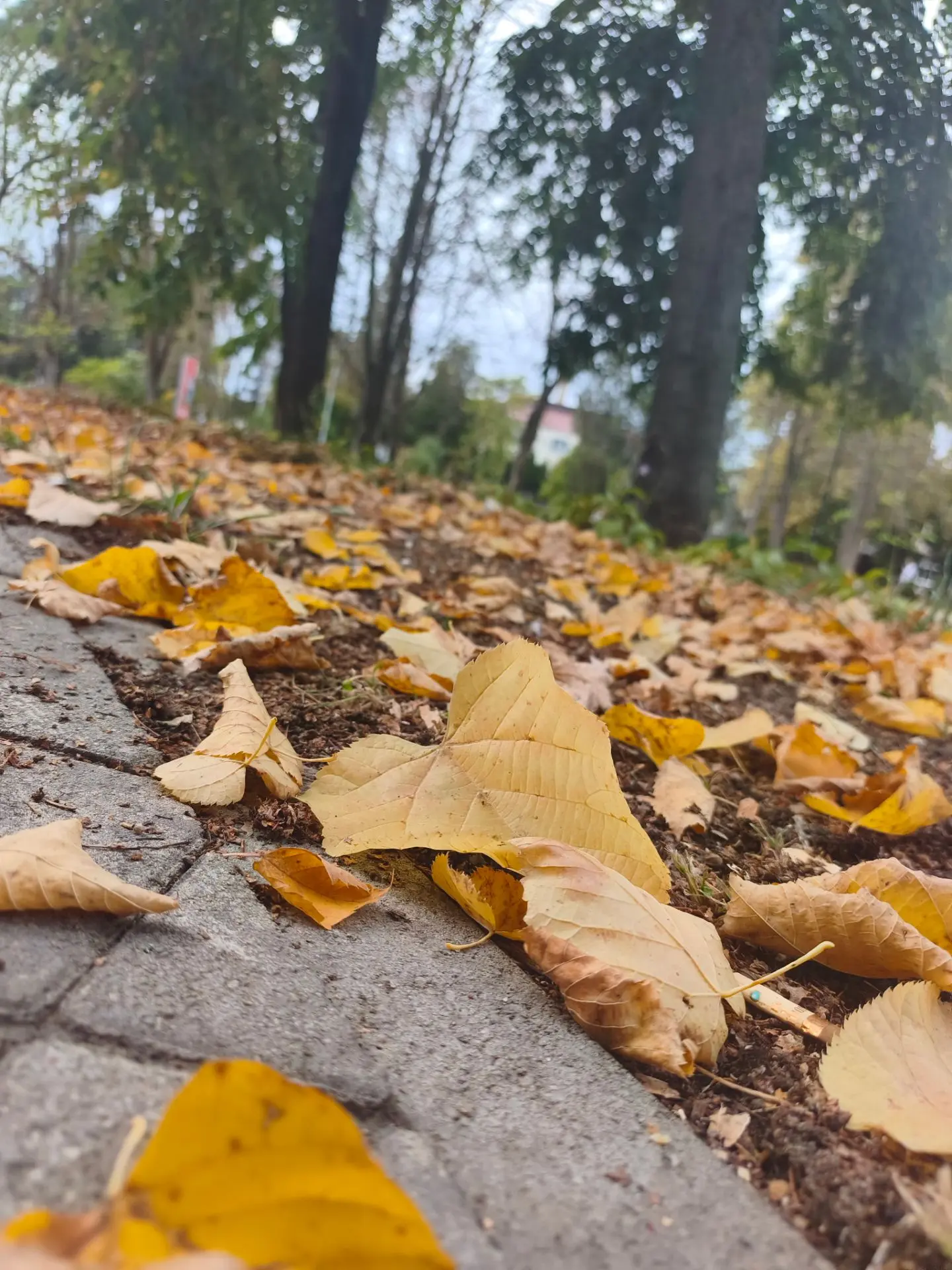 Такая уютная красота в центральном парке прямо сейчас. Делитесь фотографиями этой осени...