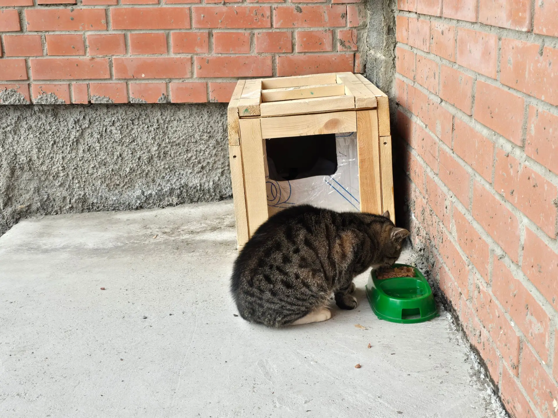 Кто-то выбросил кота. Он живет на улице в этой коробочке. Может быть у вас есть дома дл...